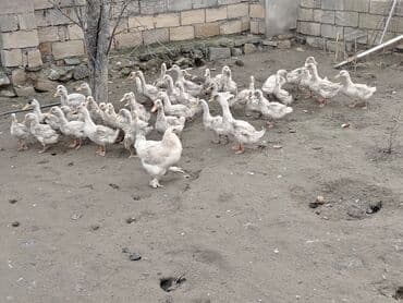 Cücələr: Dilli ordekler — 3