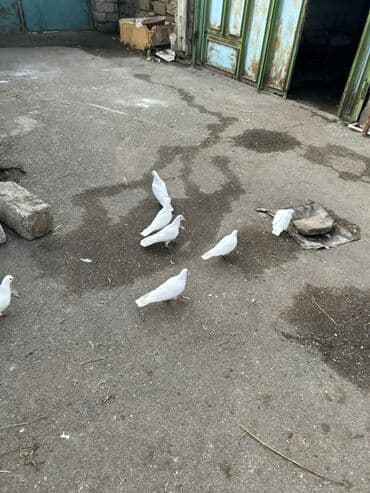 Akvariumlar: Salam temz 12 tuklerdi cut olanlarda var bazardaki 3 4 manatlg — 4