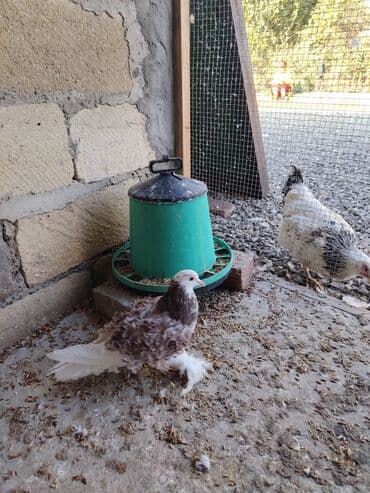 ucuz goyərcin: Məhsul: Bəzək güvənci – qıvrım tüklü (Frillback tipli) göyərçinlər — 2