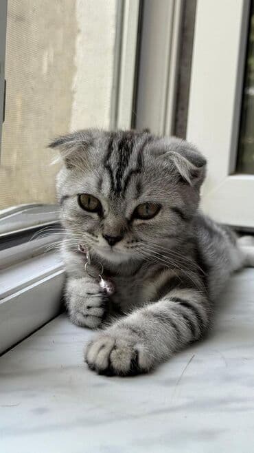 pişik boyunbağı: Şotland yastı qulaq — 1