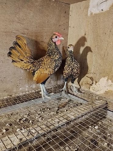 zvanok itler satisi: Təmiz qan cavan saglam.Cutu 60 m.Baki və bəzi bolgələrə gondərmək — 1