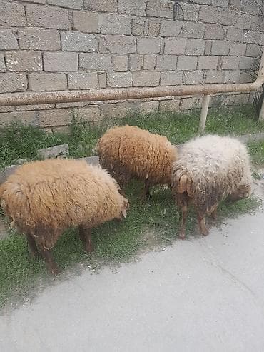 Qoyunlar – yerli ət və yun istiqamətli - Say: 3 baş - Rənglər