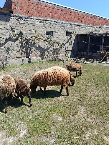 hayvan satış: Satılır razılaşma yolu ilə — 3