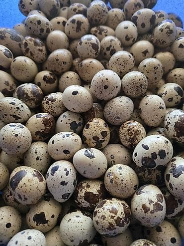 Bildirçin yumurtası unvan yeni suraxani - Təbii xallı qabıqlı