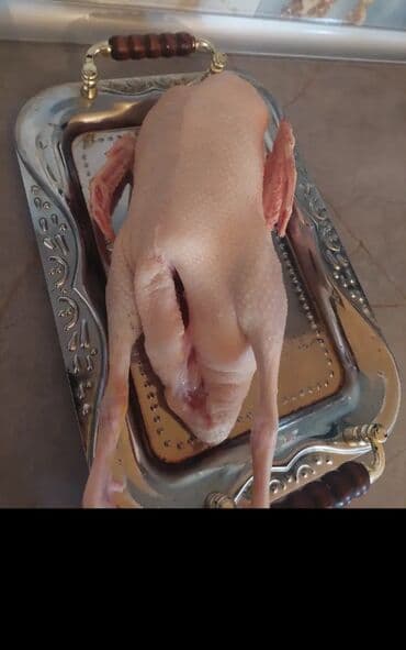 доска объявлений птицы: Digər quşlar — 2