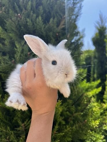dovşan velikan: Çox baxımlı, tam sağlam və çox mehriban dovşandır. Nadir qırmızı — 2