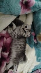 животные в добрые руки баку: Британская вислоухая, Самка, В добрые руки, Бесплатная доставка — 2