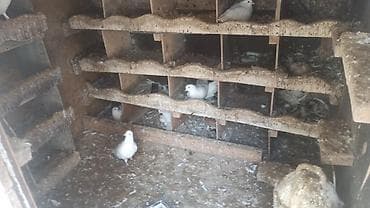 ucuz goyərcin: Ev göyərçinləri – müxtəlif rəng və naxışlarda - Növ: evdə bəslənən — 2