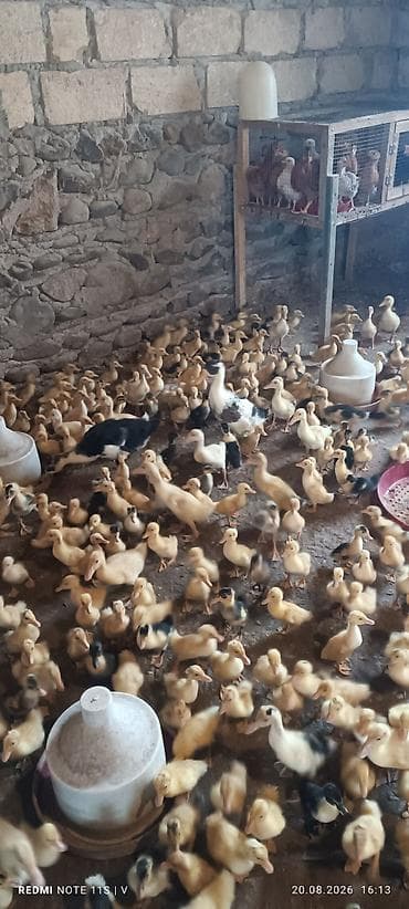 ruan ordeyi: Məhsul: Cücədən çıxmış ördək balaları (broylinq və yerli xətlər — 8