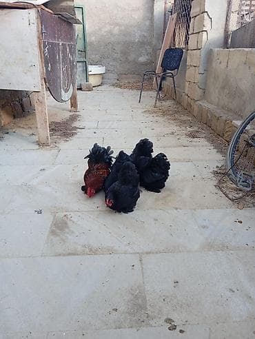 Cins toyuqlar cemi 5 ededi.4 fere .ve 1 xoruz.top qiymeti 150 manatdi — 3