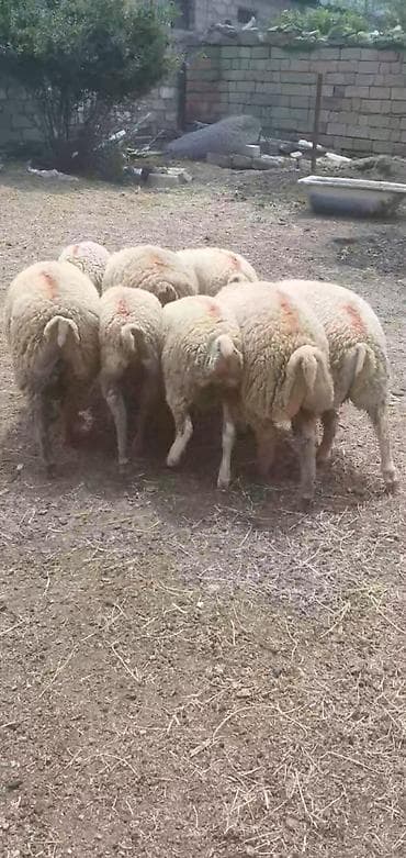 heyvan mal: 8 baş quzu. 5 i erkey, 3 ü dişi, diri çəki ilə 9.50 manat — 3