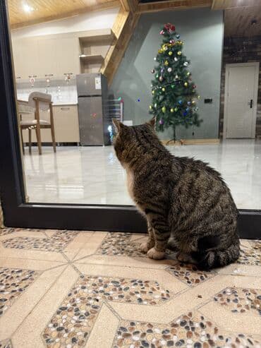 обои в седереке: Əsrarəngiz gözəlliyi ilə füsünkar təbiətin qoynunda A FRAME evimiz — 10