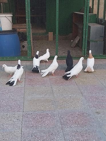 Hamısı biryerdə satılır.Tərgitmə quşlardır