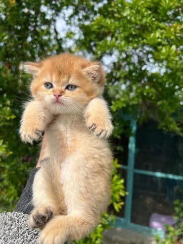 cütleşdirme: Золотая шиншилла, Самец, Для вязки, Бесплатная доставка, Платная доставка, Доставка в районы — 9