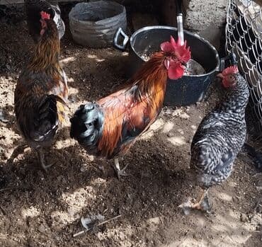 pişikler ucuz: Məhsul: Ev quşları – xoruz və toyuqlar Təsvir: - Şəkillərdə — 3