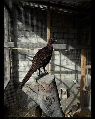 Цыплята: Məhsul: Qırmızı-qızılı rəngli erkək və ləkəli-qəhvəyi dişilərdən — 3