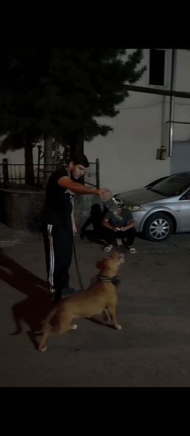 pitbul itlər: Питбуль, 1 год, Самка — 1
