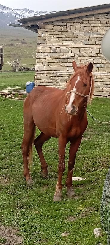 Erkək, il: 4, Ünvandan götürmə