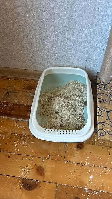 pulsuz pisiy: Britan, Erkək, Ünvandan götürmə — 9