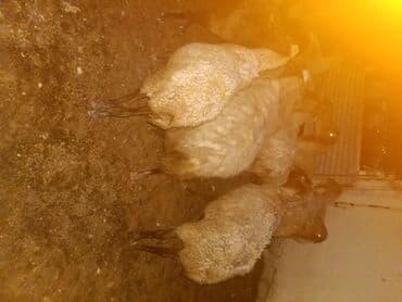 cins ineklerin satisi 2018: Qoyun sürüsü – ət və yun istiqamətli Salam.Qoca qoyunlardi.15 — 5