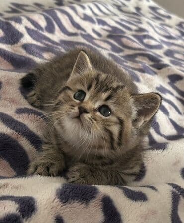 ВАЗ (ЛАДА): Британская, Самец — 4