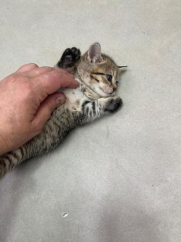 şirin pişikler: Tabbi — 2