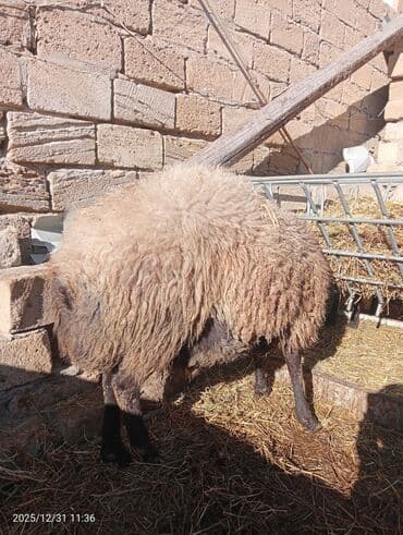 Hinduşka: Erkək, Qala, il: 2, 100 kq, Damazlıq, Ünvandan götürmə — 5