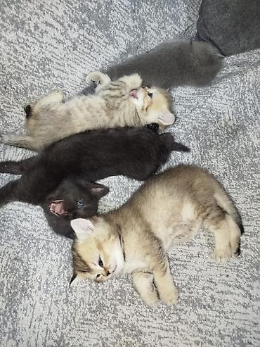 cau cau iti: Şinşilla, Dişi — 9