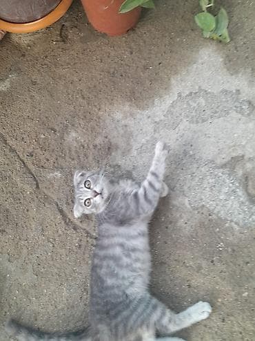 pişik yuva: Tabbi, Yaxşı əllərə — 1