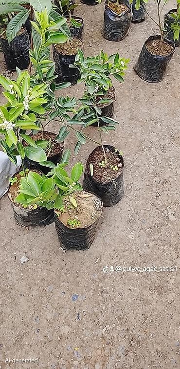 bitki satışı: 050 898 75 40 🎋 050'590'41'46 🌃 Ünvan Lənkəran da Satiş yerimiz Evdə — 10