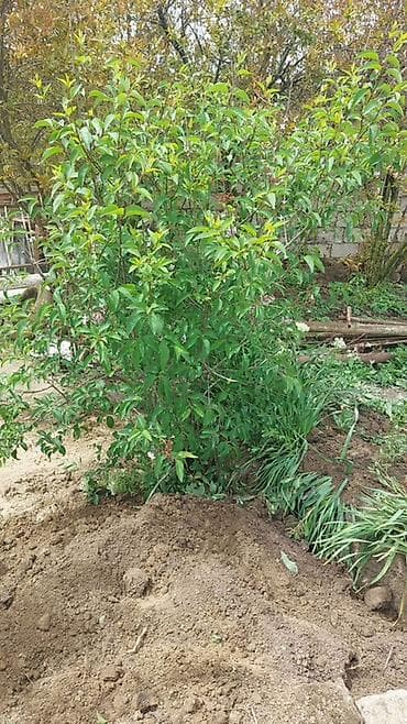 kələm gulu: Məhsul: Yasəmən (Syringa) kolu – canlı dekorativ bitki Böyük 8azn — 1