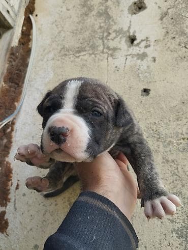 avcarka balasi satisi: Pitbul, 1 ay, Ödənişli çatdırılma — 9
