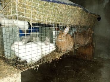 дана: Salam təmiz qan sağlam Kalfornya və Burqun dovşan balaları satılır — 9