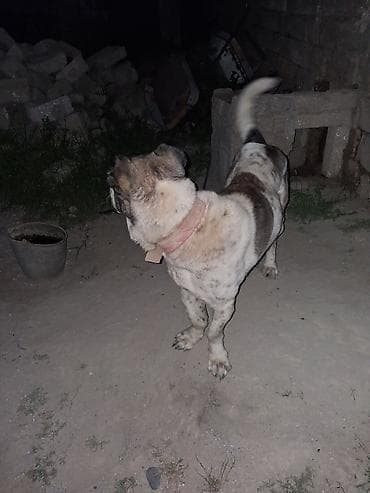 cutles: Alabay, 2 il, Erkek, Cütləşmə üçün — 2