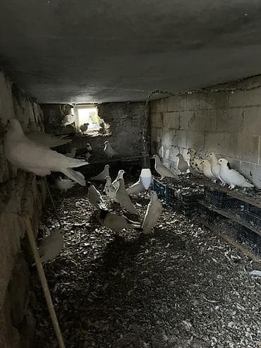 azerbaycanda it adlari: Qiymətdə razılaşma olacaq 30 quşdu Qüvvətli uçuşa və evə dönüş — 3