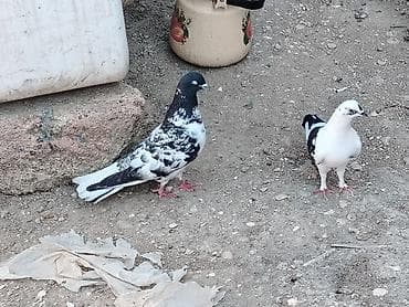 goyerçin: Salam hazir cutduler bala veren quslardi maşdagadadilar 0516831165 — 3