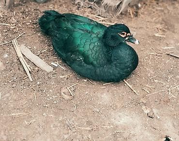 Quşlar: Amerkan zumruduler satilir cutu 70 azn erkeyler tek 50 azn — 1