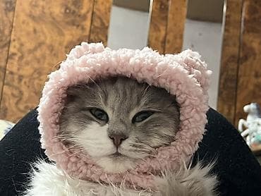 pulcuqlu heyvanlar: Yaxşı əllərə — 4