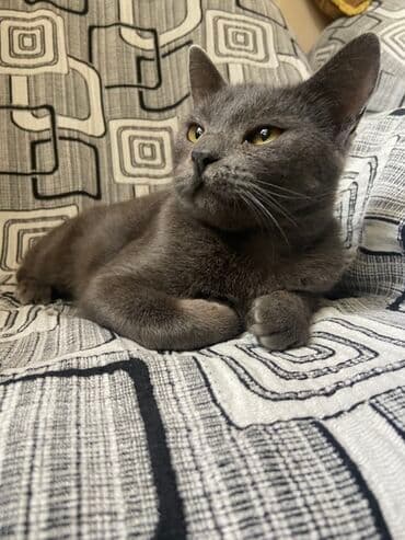 Rus mavi, Dişi, Ödənişli çatdırılma