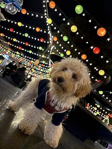 afcarka balası: Pudel, 6 ay, Erkek, Peyvəndli — 2