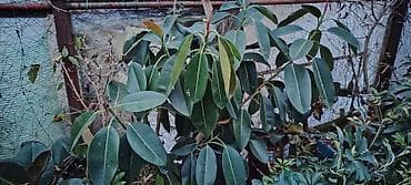 Çöl bitkiləri: Fikus Elastica (Rezina ağacı) – dekorativ həmişəyaşıl bitki - Parlaq — 1