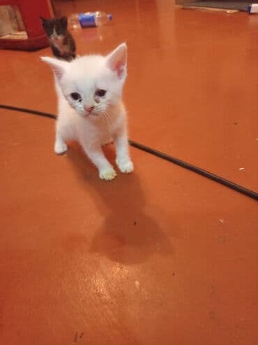 где можно купить котенка: Yaxşı əllərə — 1