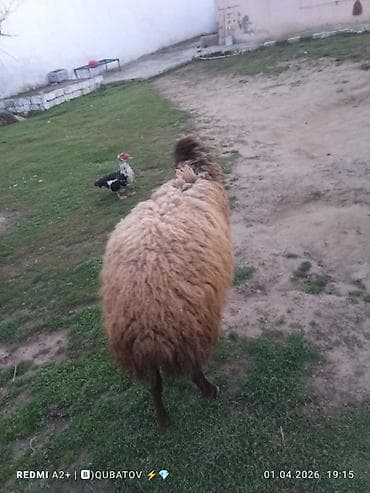 qoyunlar: Erkey toğulu satılır istəyən olsa yazsın video sun atım baxın real — 6
