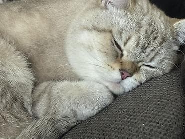 keçiler: Britan, Erkək, Yaxşı əllərə, Ünvandan götürmə, Ödənişli çatdırılma — 4