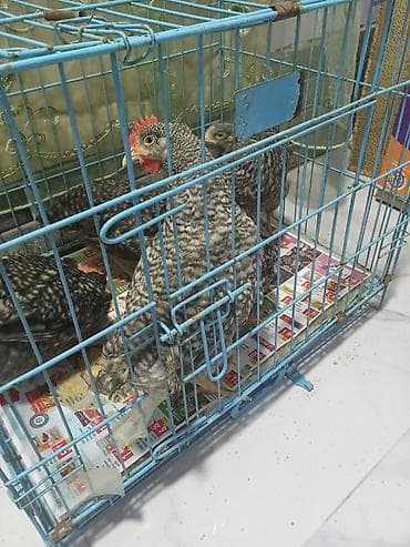 Toyuqlar: Toyuq, Damazlıq — 2