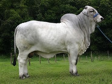Коровы, быки: Brahman cinsi iri buynuzlu heyvanlar - İstiqamət: ət və damazlıq - — 4