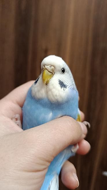 Ev dalğalı tutuquşu (melopsittacus undulatus) – mavi-rəngli (dişi)