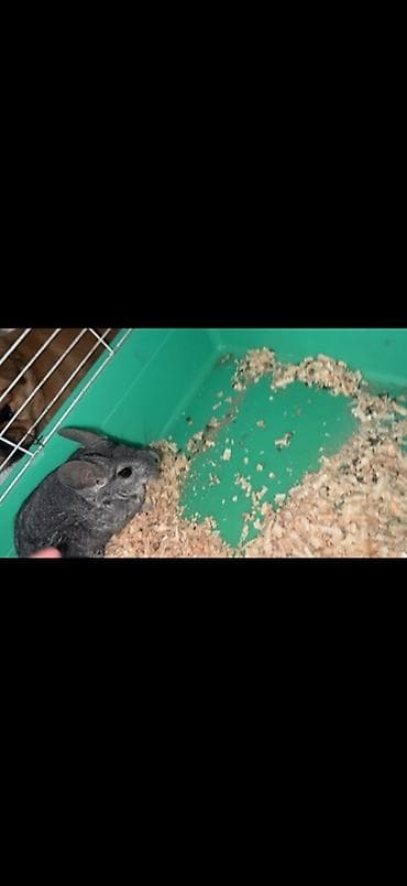 ev itleri balaca: Çinçilla – şinşilla (boz rəng) - Növ: Ev heyvanı, şinşilla - Rəng — 3