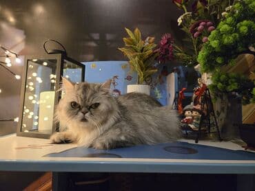 pişik blender: Персидская — 1