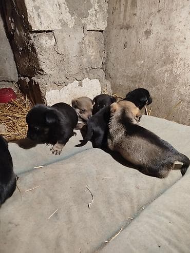 coban itlerin satisi: Əla növ qulaği sallağ zvanoklar satilir 7 ədəd di 3 həftəlikdirlər — 10